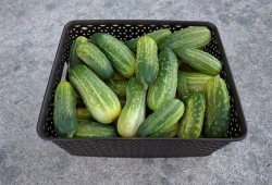 网红吃瓜爆料情报处,揭秘娱乐圈幕后真相，吃瓜群众齐围观